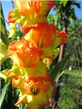 gladiola